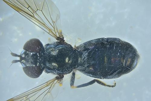 Heringia heringi